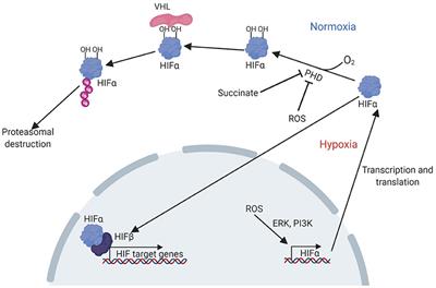 Hypoxia-Inducible Factors as Key Players in the Pathogenesis of Non-alcoholic Fatty Liver Disease and Non-alcoholic Steatohepatitis